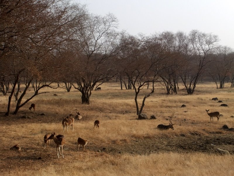 Photo of R'bore Jungle by Manpreet Sahota