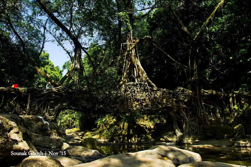 Photo of Living Root Bridge, East Khasi Hills, Meghalaya, India by Sounak Ghosh