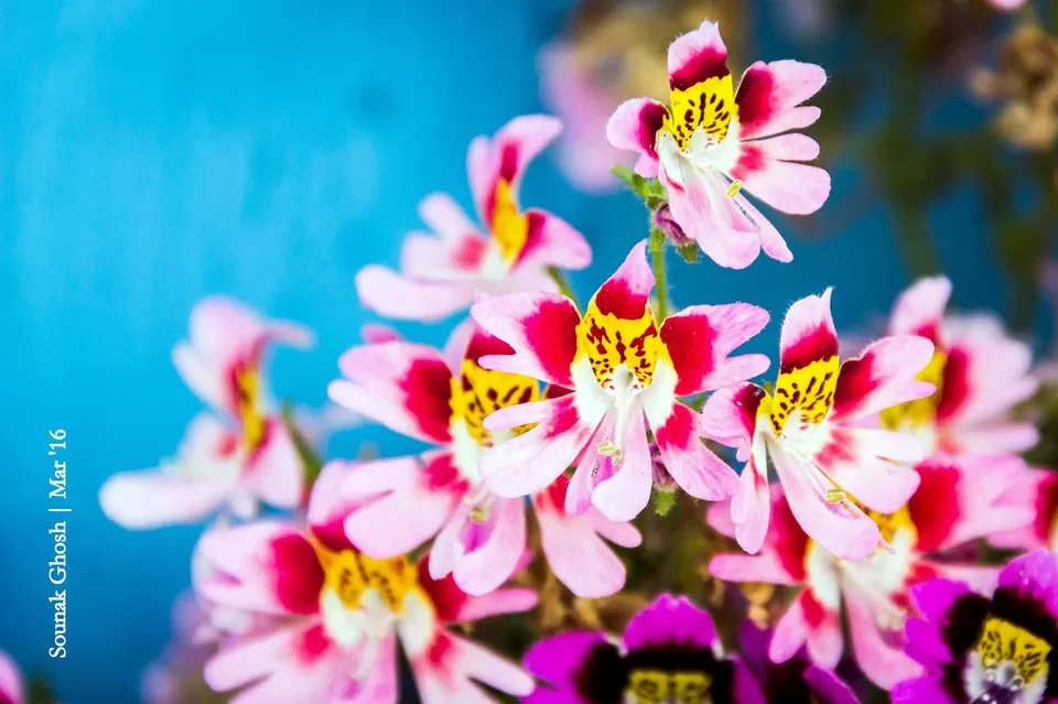 Photo of Rock Garden Darjeeling, Rock Garden Road, Bloomfield Tea Garden, West Bengal, India by Sounak Ghosh
