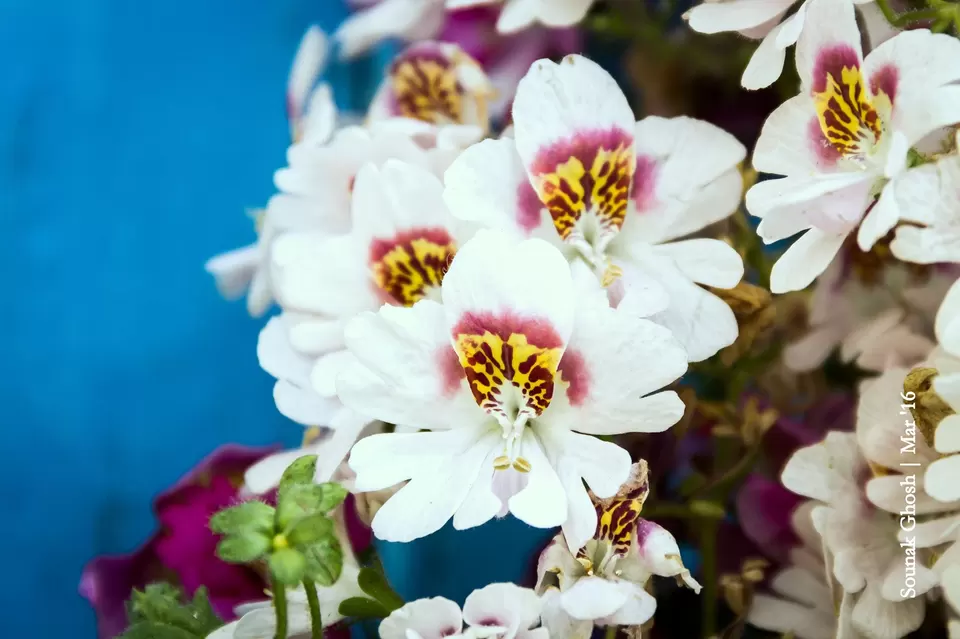 Photo of Darjeeling, West Bengal, India by Sounak Ghosh