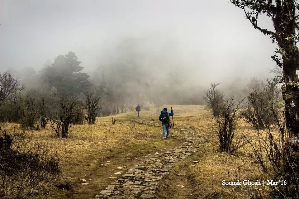 Photo of Singalila National Park, Singalila Forest, West Bengal, India by Sounak Ghosh