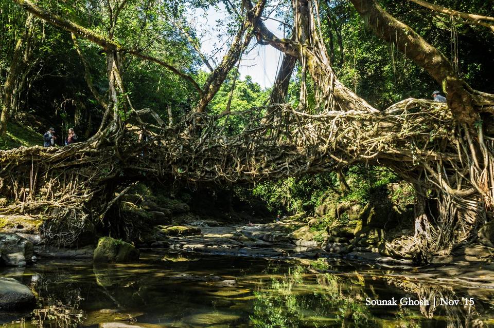 Photo of Living Root Bridge, East Khasi Hills, Meghalaya, India by Sounak Ghosh
