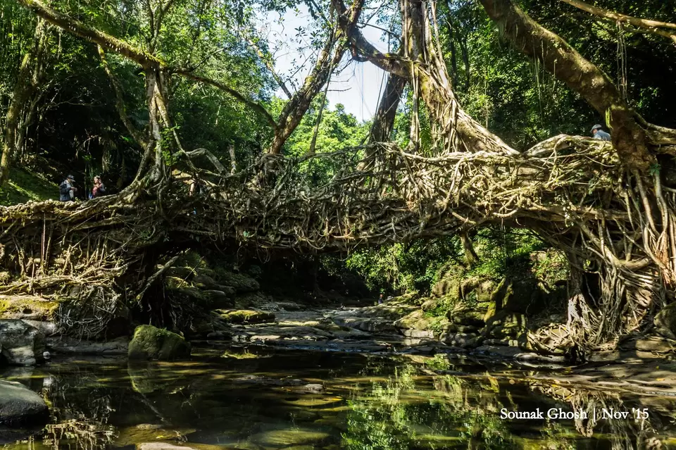 Photo of Living Root Bridge, East Khasi Hills, Meghalaya, India by Sounak Ghosh