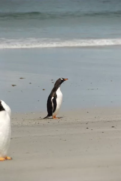 Photo of Antarctica by charlesthor