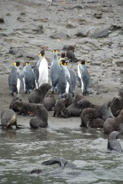 Photo of Antarctica by charlesthor