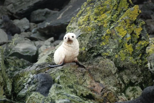 Photo of Antarctica by charlesthor