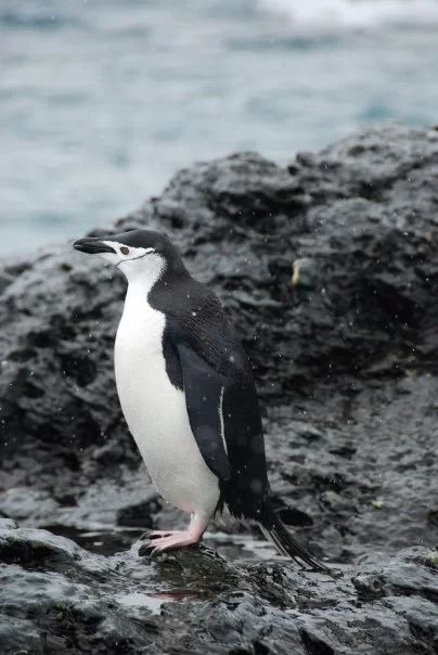 Photo of Antarctica by charlesthor