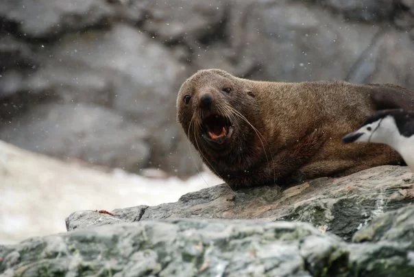 Photo of Antarctica by charlesthor