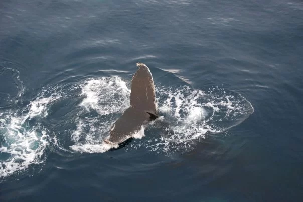 Photo of Antarctica by charlesthor