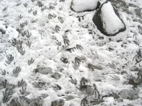 Photo of Antarctica by charlesthor