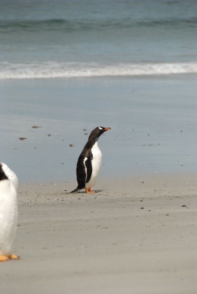 Photo of Antarctica 2009 4/28 by charlesthor