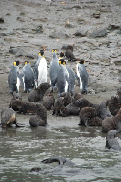 Photo of Antarctica 2009 5/28 by charlesthor