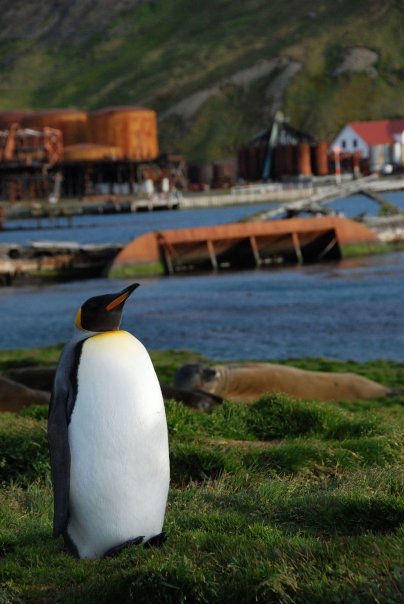 Photo of Antarctica 2009 8/28 by charlesthor