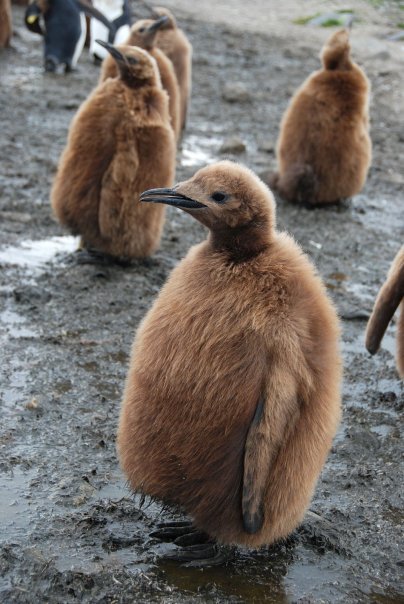 Photo of Antarctica 2009 by charlesthor