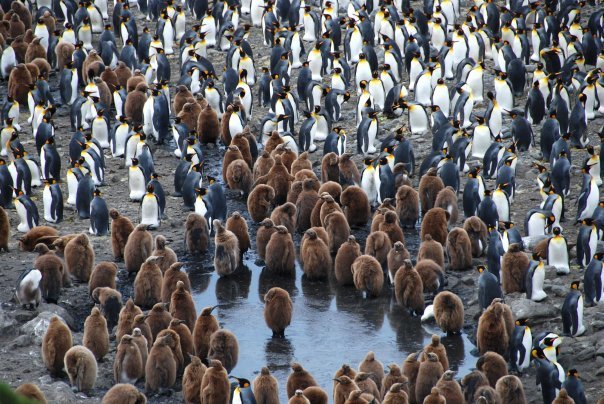 Photo of Antarctica 2009 by charlesthor