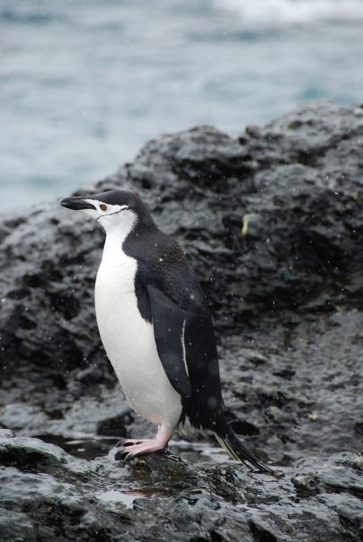 Photo of Antarctica 2009 by charlesthor