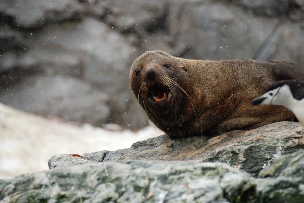 Photo of Antarctica 2009 by charlesthor