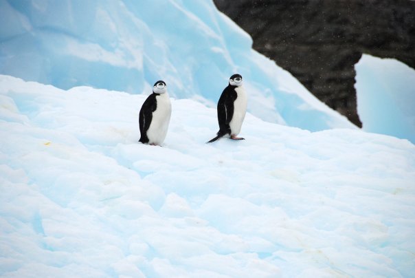 Photo of Antarctica 2009 by charlesthor