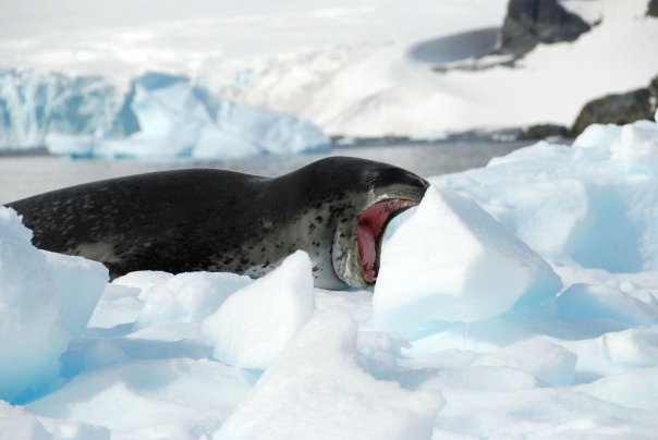 Photo of Antarctica 2009 by charlesthor