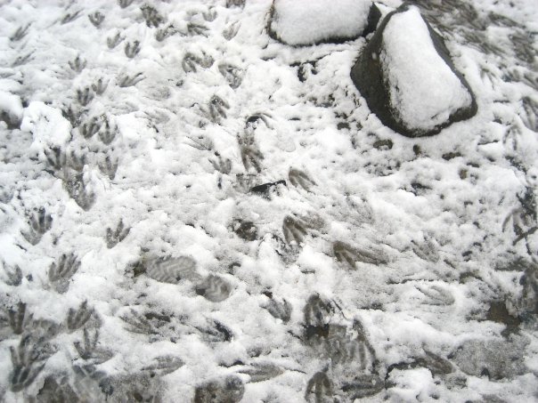 Photo of Antarctica 2009 by charlesthor