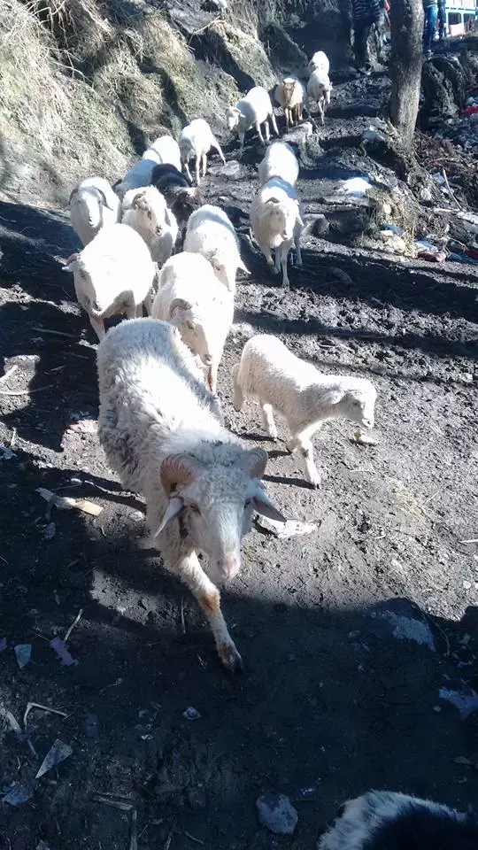 Photo of Malana, Malana, Himachal Pradesh, India by Devashish Sahoo