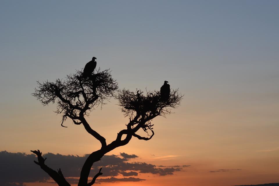 Photo of Masai Mara March 2014 by Nilesh Arora