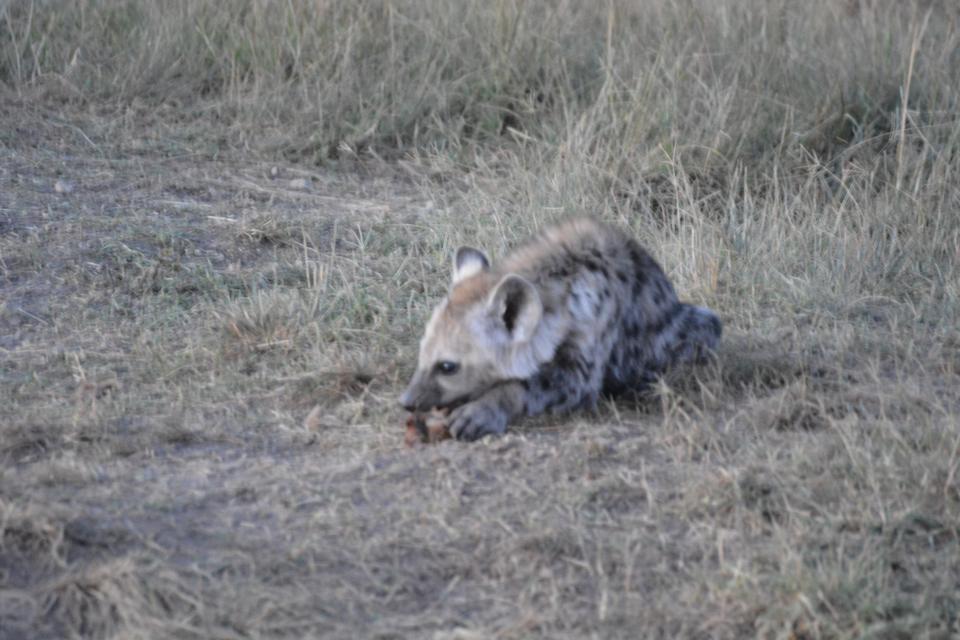 Photo of Masai Mara March 2014 by Nilesh Arora