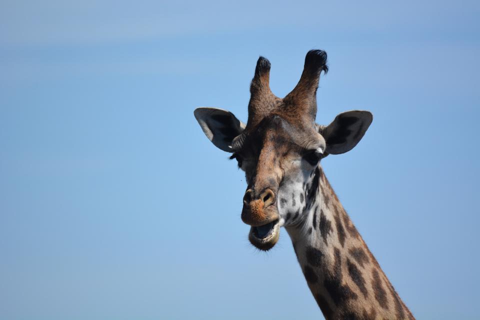 Photo of Masai Mara March 2014 by Nilesh Arora