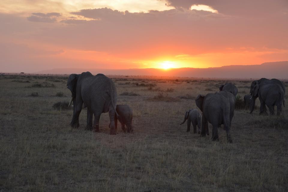 Photo of Masai Mara March 2014 by Nilesh Arora