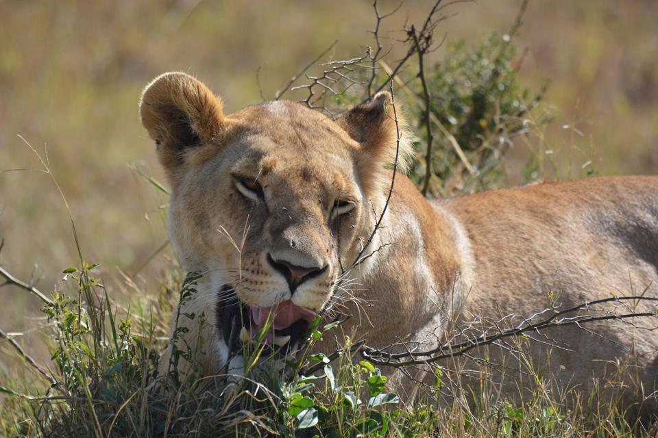 Photo of Masai Mara March 2014 by Nilesh Arora