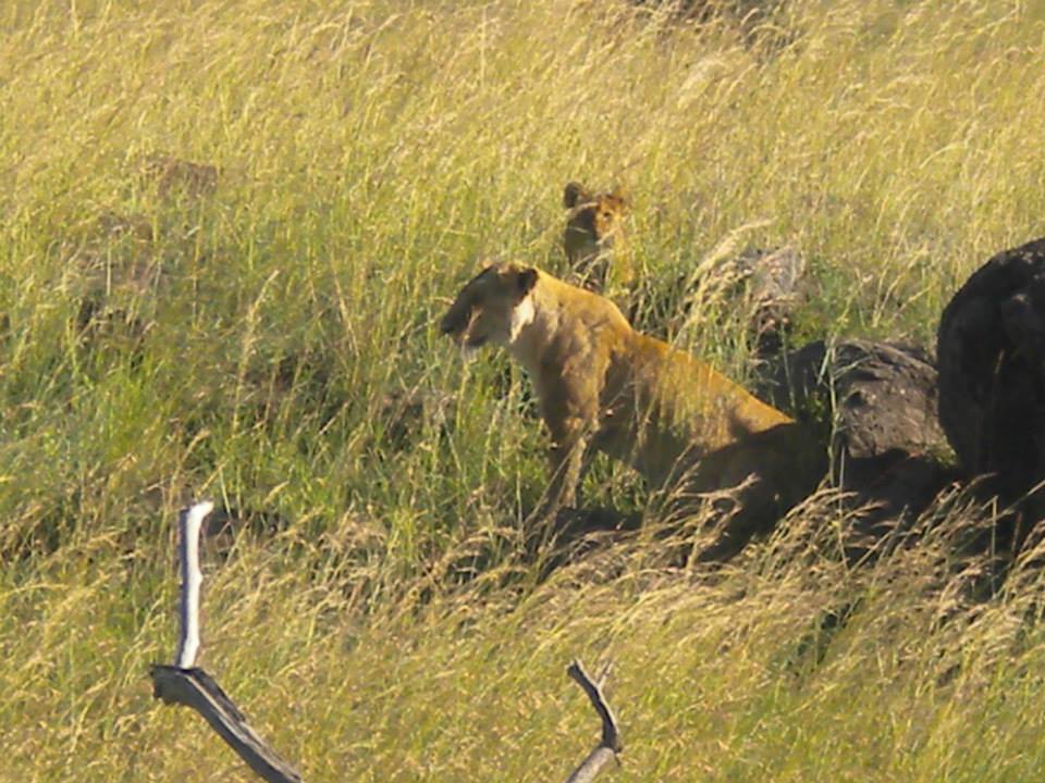 Photo of Masai Mara March 2014 by Nilesh Arora