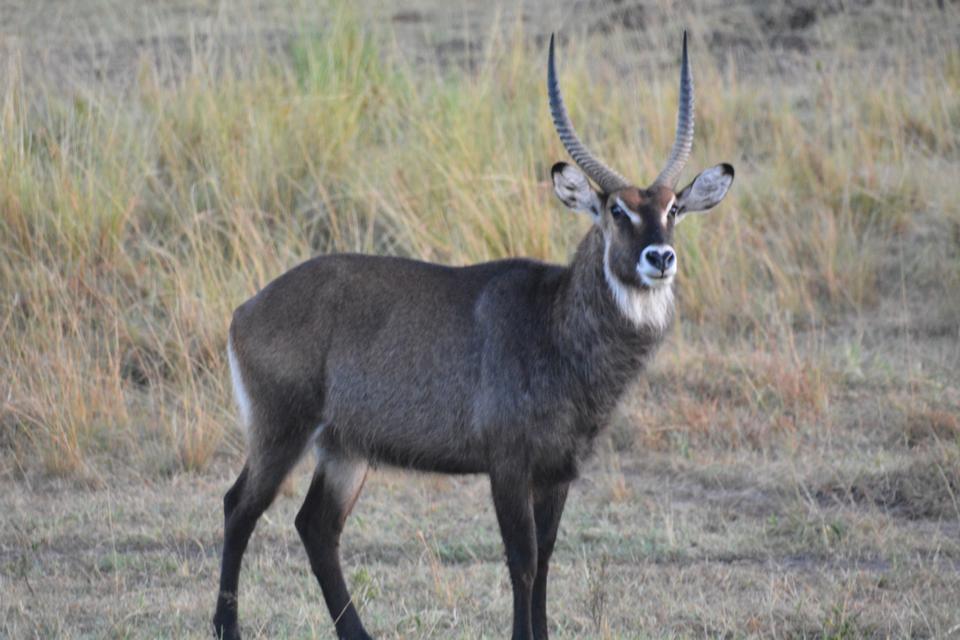Photo of Masai Mara March 2014 by Nilesh Arora