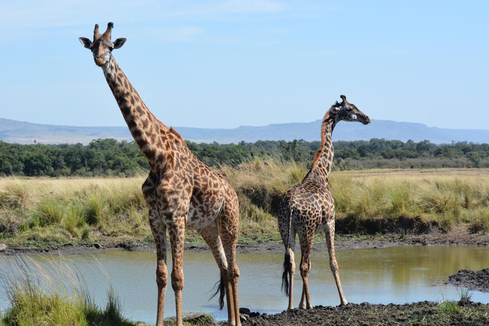 Photo of Masai Mara March 2014 by Nilesh Arora