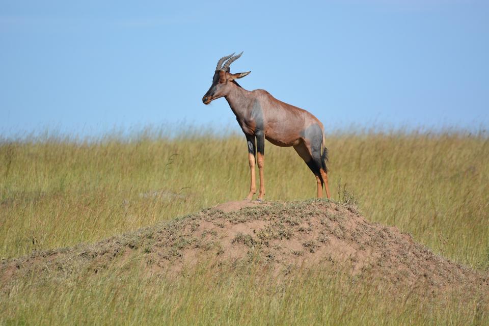 Photo of Masai Mara March 2014 by Nilesh Arora