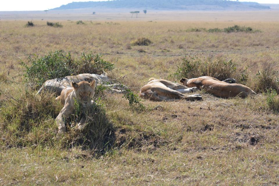 Photo of Masai Mara March 2014 by Nilesh Arora