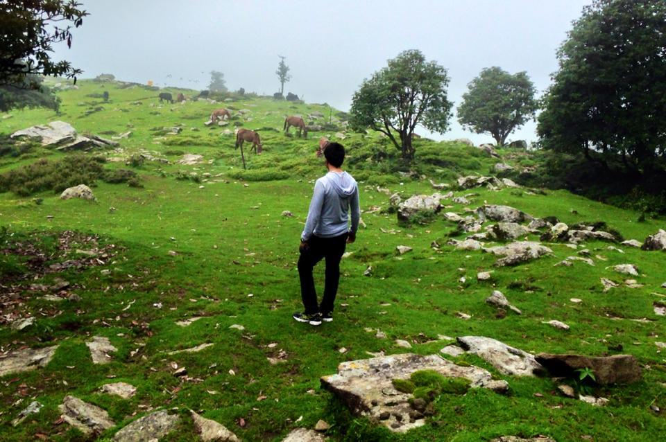 Photo of Chopta- Heaven in the Mountains 6/21 by Asha Bharati