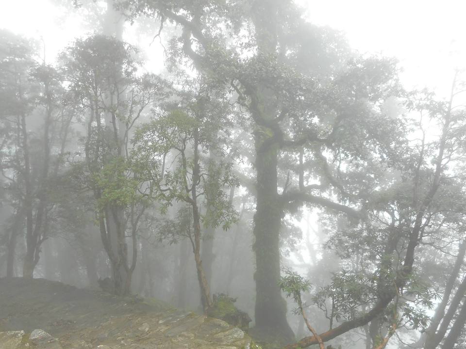Photo of Chopta- Heaven in the Mountains 17/21 by Asha Bharati