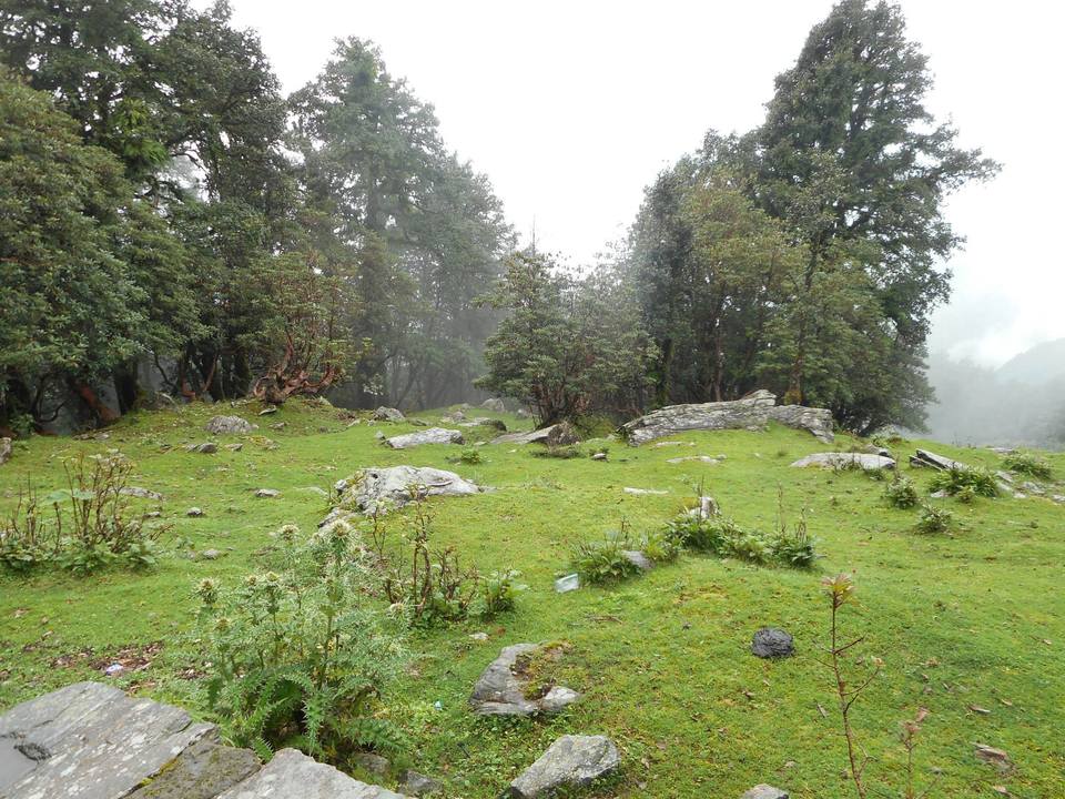 Photo of Chopta- Heaven in the Mountains 7/21 by Asha Bharati