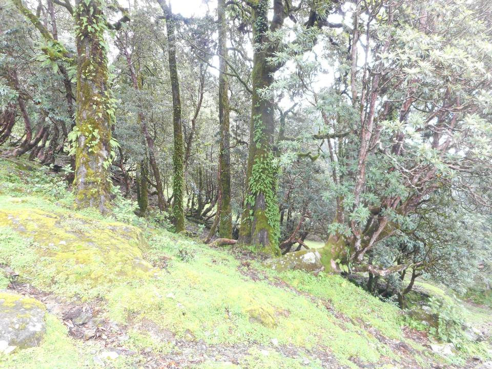 Photo of Chopta- Heaven in the Mountains 10/21 by Asha Bharati