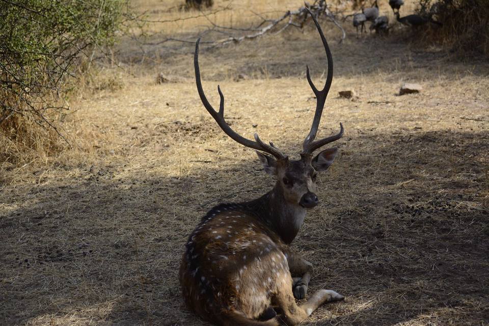 Photo of Delhi Nearby Trips: Sariska..Tiger Reserve 7/7 by Nirbhay Kumar Singh