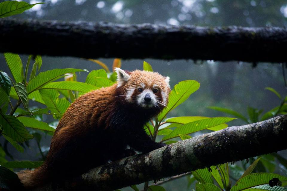 Photo of Padmaja Naidu Himalayan Zoological Park, Jawahar Parbat, Darjeeling, West Bengal, India by Nirbhay Kumar Singh