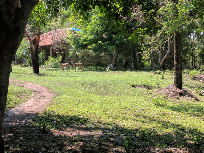 Photo of Masinagudi - A Jungle Retreat 2/6 by Khyati Maloo