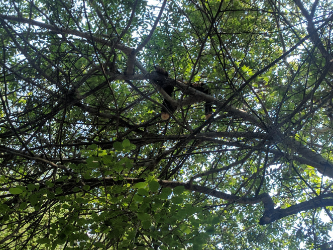 Photo of Masinagudi - A Jungle Retreat 3/6 by Khyati Maloo
