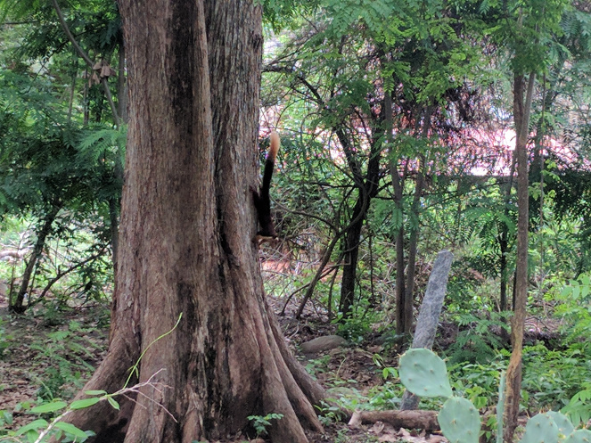 Photo of Masinagudi - A Jungle Retreat 5/6 by Khyati Maloo