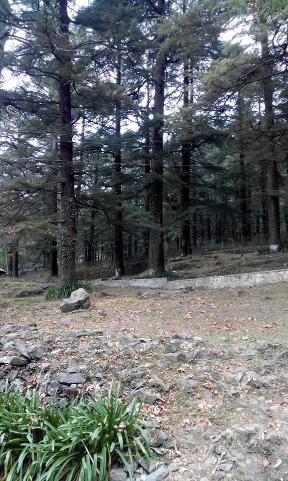 Photo of Trek to Heaven (Triund, Mecleodganj) 6/9 by suchitra