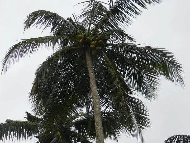 Photo of Goa, India by Devanjan