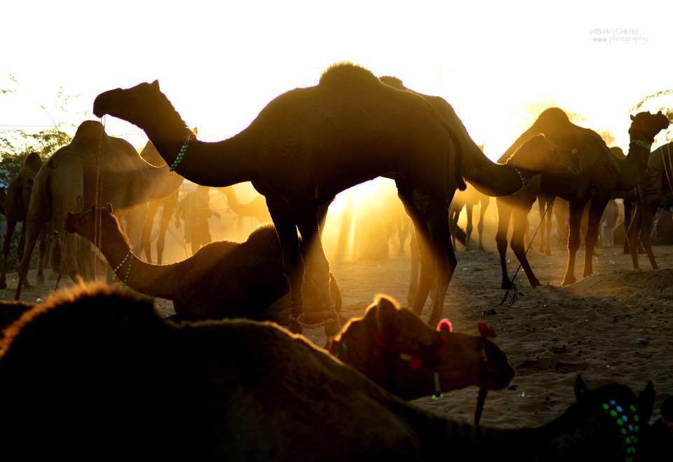 Photo of In Dilemma of how to cover most of Rajasthan? Here's your solution! by Vaibhav Chikhle