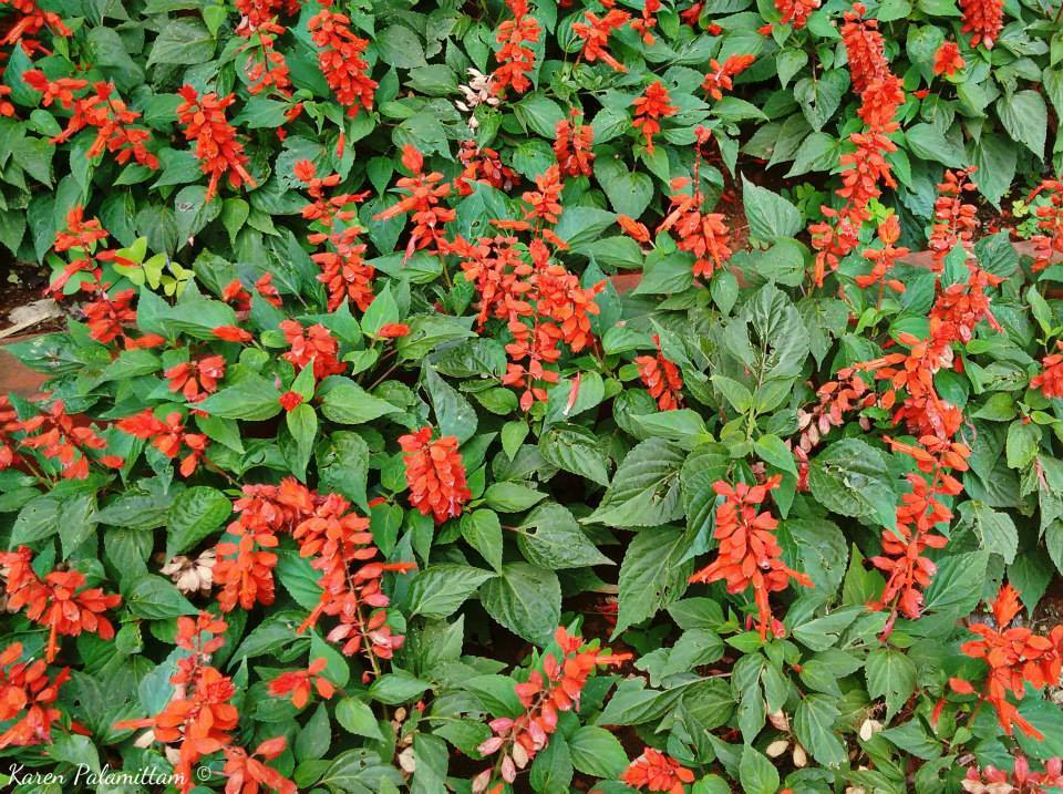 Photo of Road Trip to Mahabaleshwar the land of Strawberries 11/38 by Karie LP