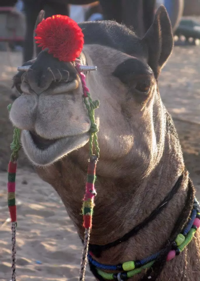 Photo of Pushkar, India by Ahid Aadhu