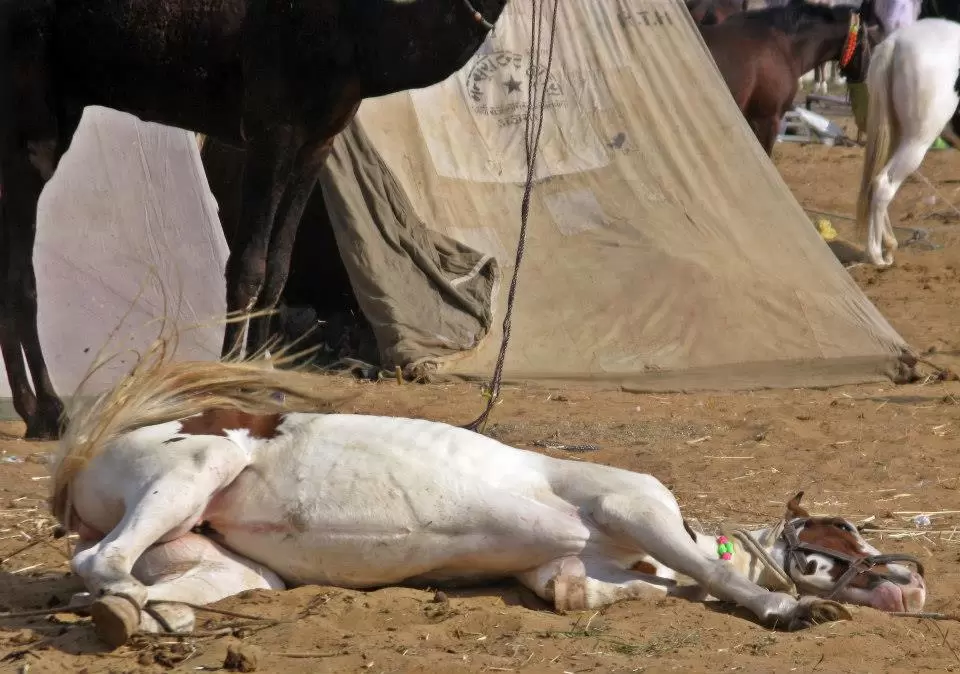 Photo of Pushkar, India by Ahid Aadhu